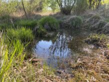 Kleinstgewässer in einem Hangmoor.
