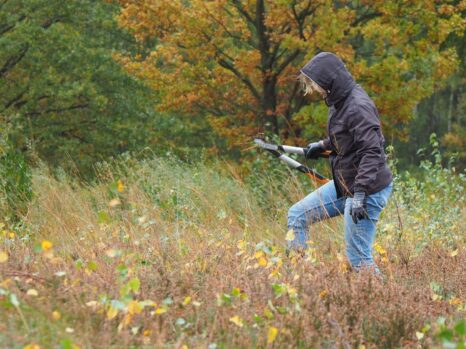 Mit Astscheren sagten Freiwillige jungen Birken den Kampf an.