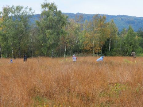 Freiwillige unterstützten im Großen Torfmoor.