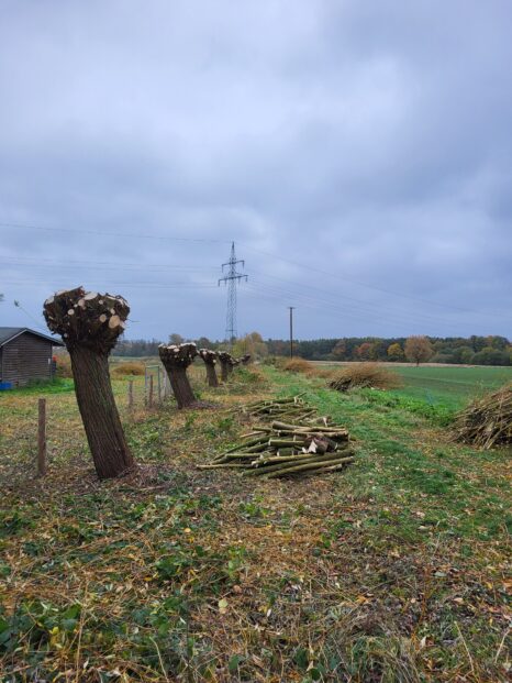 Um die Kopfweiden zu erhalten, schnitten Freiwillige diese sorgfältig zurück.