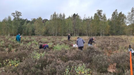 Bei der Biologischen Station Krickenbecker Seen wurde die Heide für mehr Artenvielfalt gepflegt.