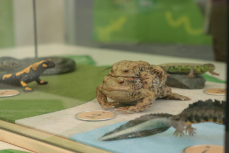 Lebensgroße Modelle der Erdkröte, des Feuersalamanders, der Zauneidechse und des Kammmolchs hinter einer Glasscheibe.