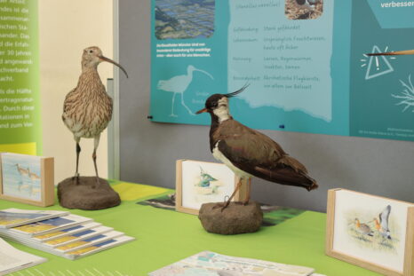 Grüner Tisch mit Broschüren und zwei Wiesenvogel-Modellen vom Kiebitz und Großen Brachvogel.